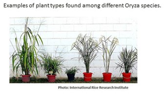 /ARSUserFiles/60280500/images/different oryza species.jpg